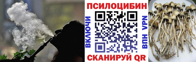 закладки  Покров  Псилоцибиновые грибы Cubensis 